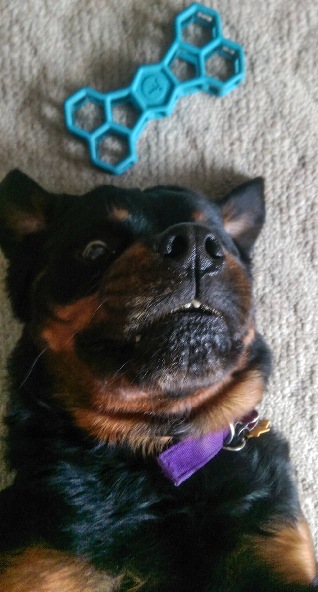 BigHeadSamson's tweet photo. @dog_rates  https://t.co/vtM3su2mqd