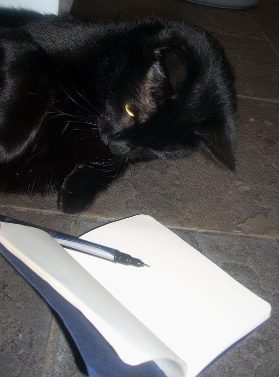 Pluto the #PoeMuseumCat brushing up on his #writing skills on #NationalWritingDay at the #PoeMuseum #RVA #BlackCat