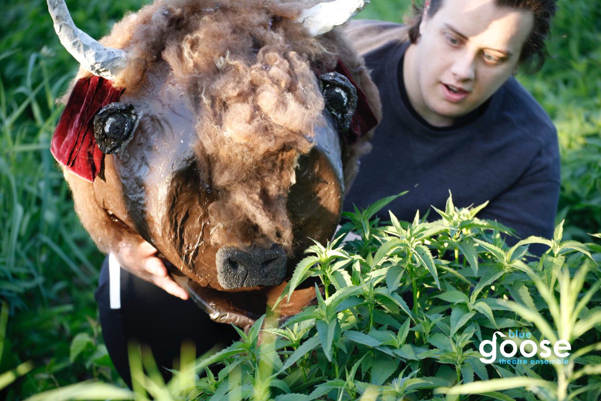 Brace yourself...the bisons are coming! <a href="/BlueGoose_Theat/">Blue Goose Theatre</a> 

ow.ly/alH030cMJHN