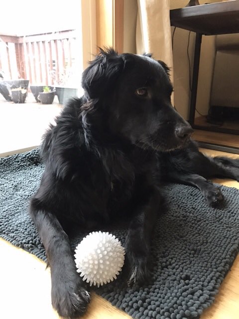 UnleashedIDs's tweet photo. This is Gouda the Dog. Lets not let Gouda down and help fund the leash on Kickstarter visit https://t.co/apLnM6RLWh https://t.co/1meXEOp69f