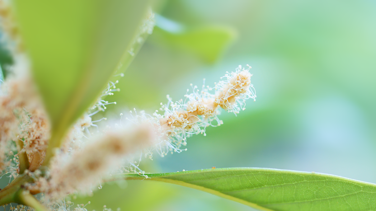 マテバシイ Twitter પર હ શટ ગ