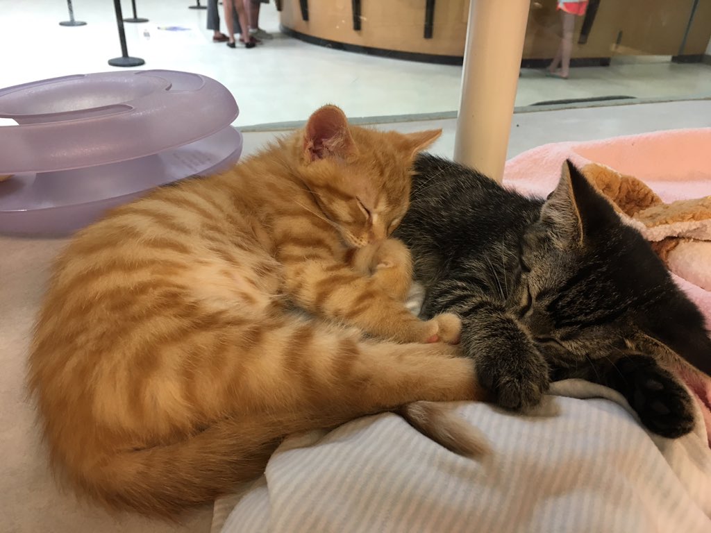 All cats and kittens will be two for the price of one!