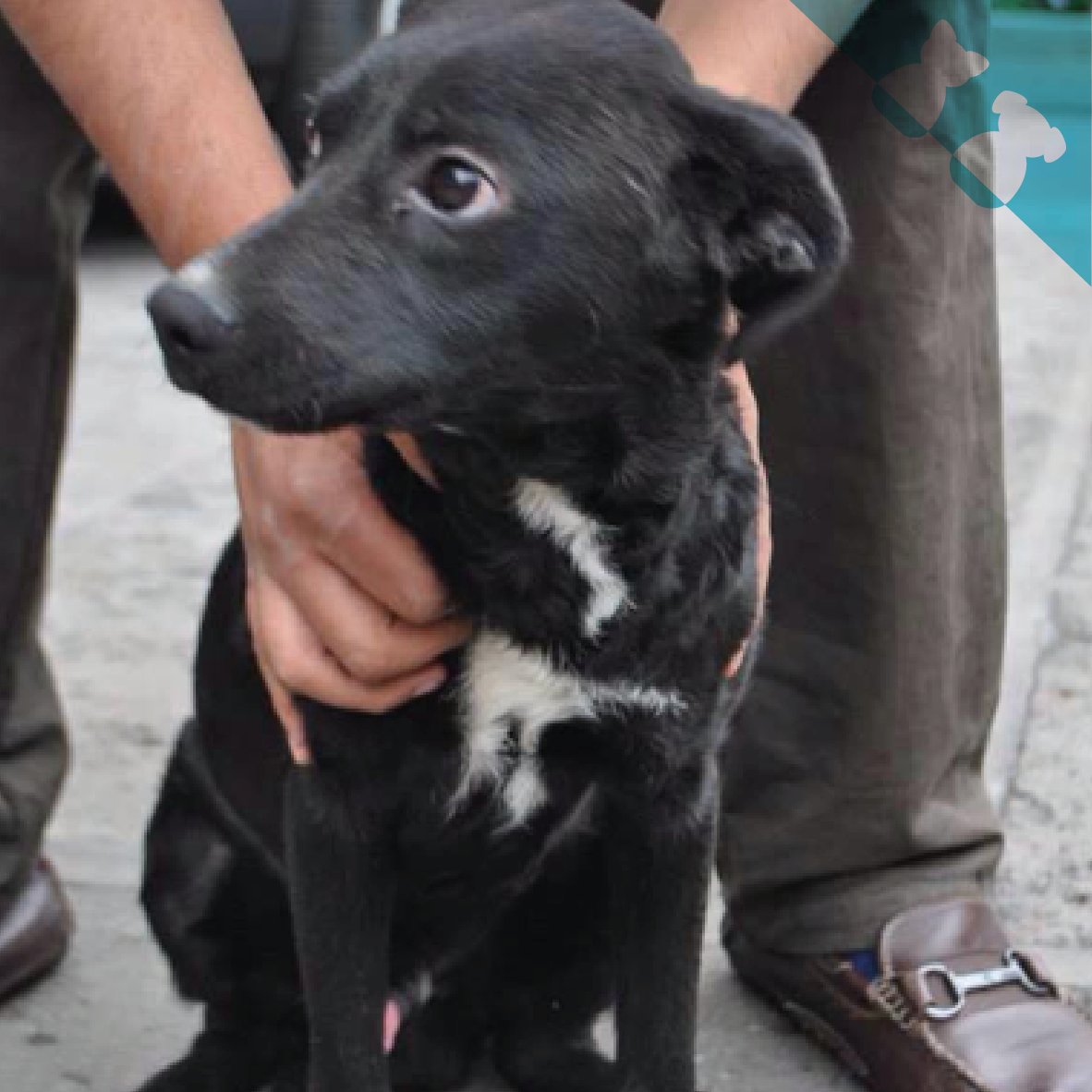 CasaHeim1's tweet photo. El es nuestro pequeño Ramiro, es muy lindo y noble. Aún sigue en busca de un nuevo hogar. ¿Quieres ser su nueva familia? https://t.co/LAoyCibmW3