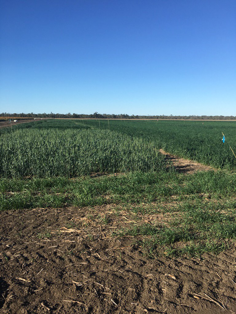 GRDC Trials at Emerald with wheat planted April 12th out in head.#grdc