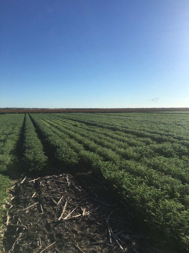 Chickpea biomass trials at Emerald getting along nicely #grdc