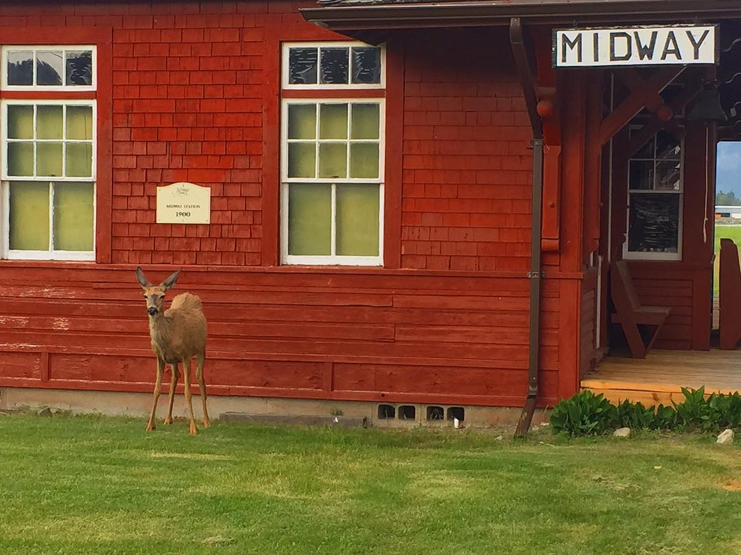 Deer love the Kettle River Museum and you will too!  bit.ly/2sMjbEj 📷: trently2 (IG)