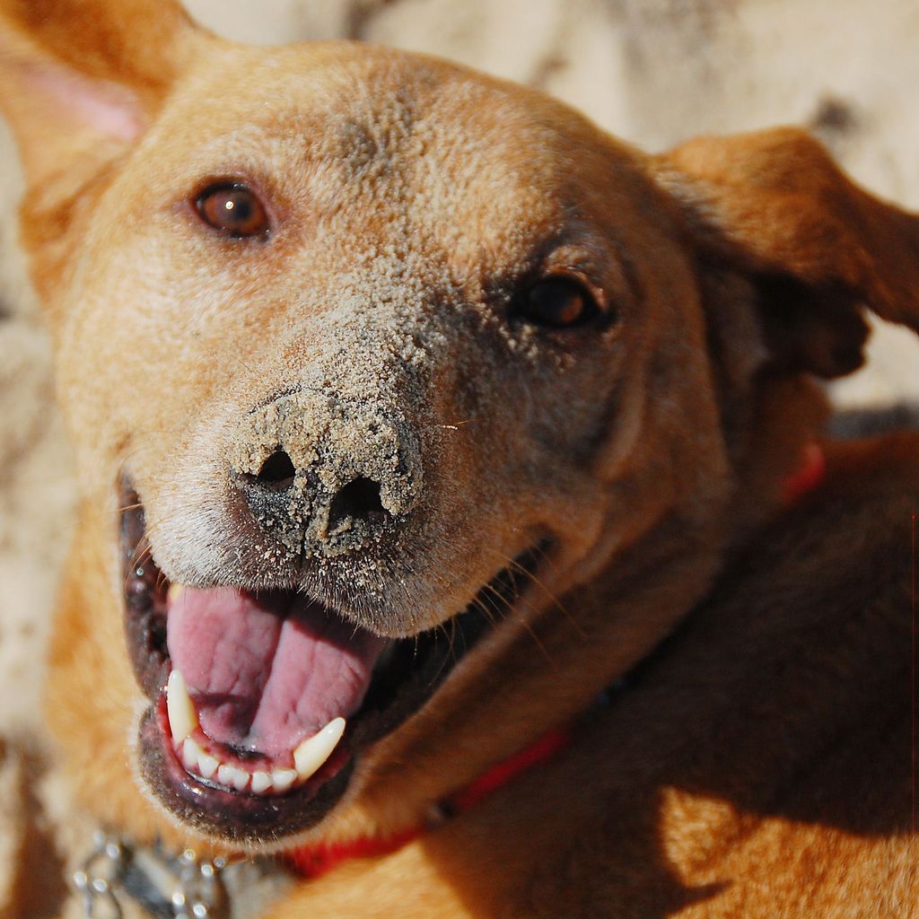 DogTipper's tweet photo. Irie wishes every a happy #FirstDayofSummer .
.
.
#pawzaar #sandydogs #beachdog #beachdogs #beachdogsofinstagram #… https://t.co/GSjGYIg0tI https://t.co/PUjT5Cue1X