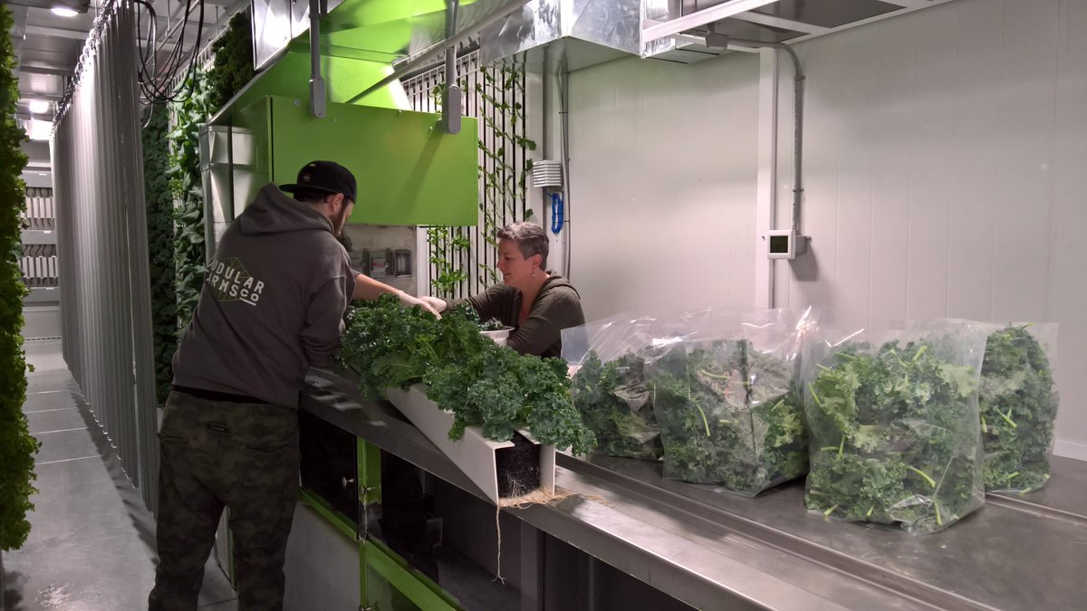 What's it like inside a #ModularFarm? Roomy and productive! 🌿Learn more: modularfarms.co | #indoorag #verticalfarming #ZipGrow