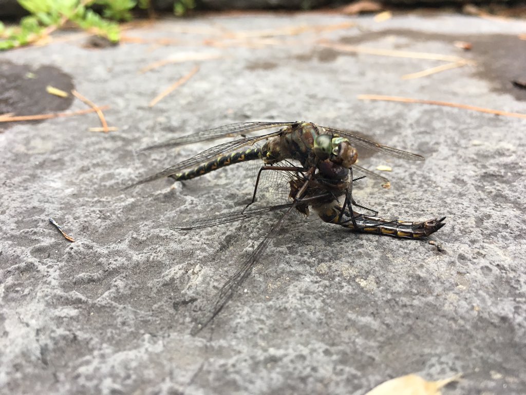 Leif_Life_Laugh's tweet photo. @WendyHogan16 @MarshLoggerhead Dragonfly for dragonfly for lunch! It's a #bugeatbug world and may it always be #diverse #wetlandwednesday https://t.co/ybhnE1Alpb
