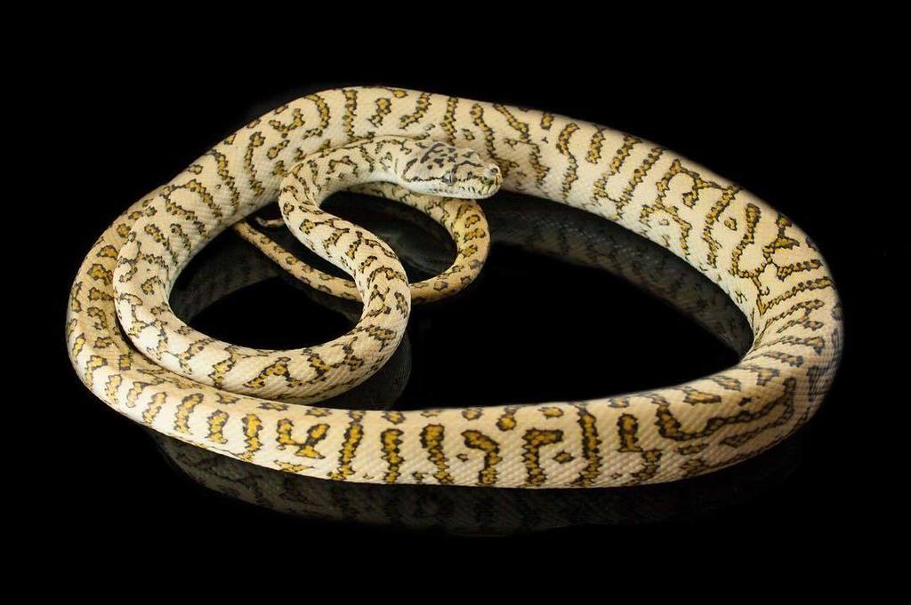 EBMorelia's tweet image. Red zebra tiger jag.
#tigercarpetpython #carpetpythonmorph #carpetpython #redcarpetpython ift.tt/2srMavP