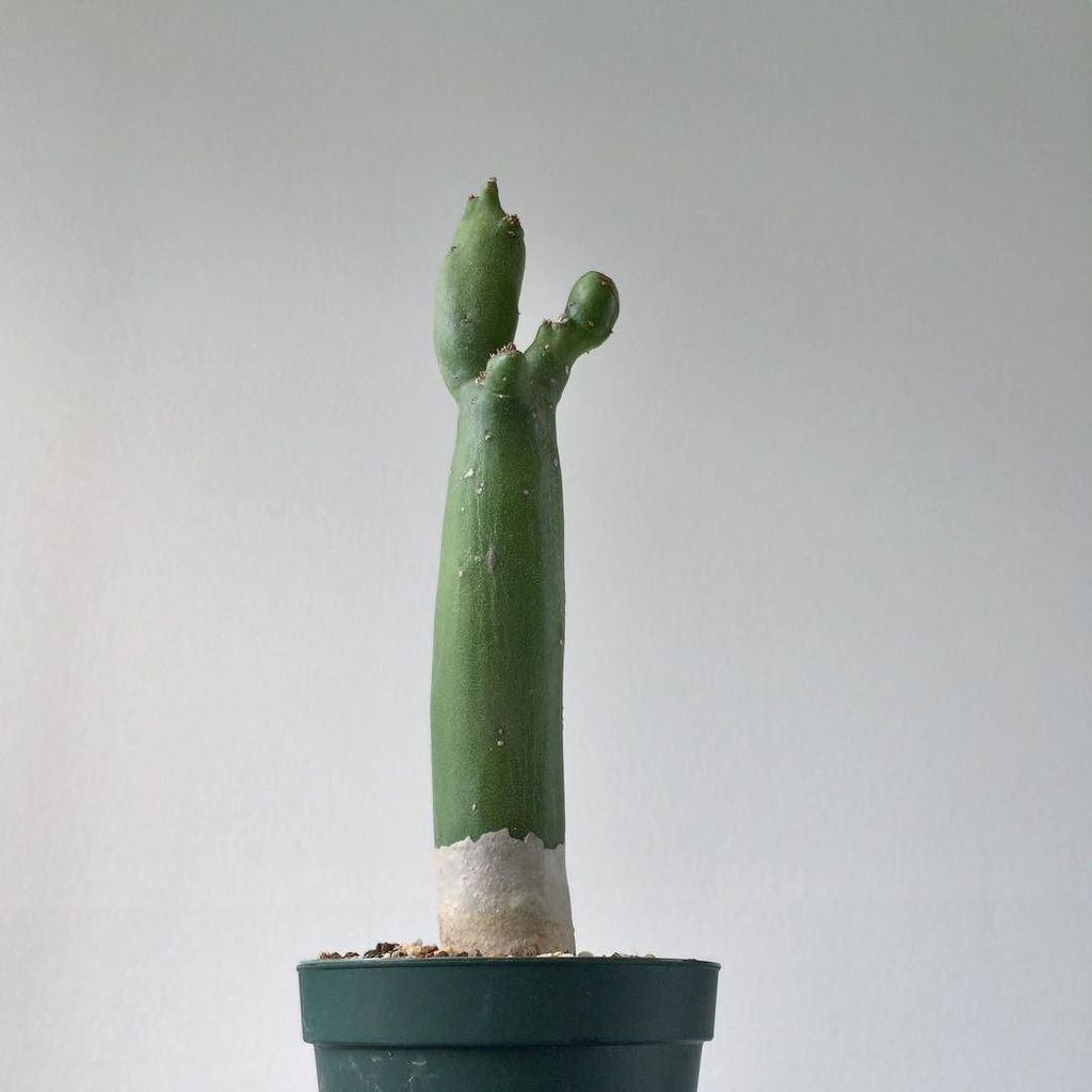 quomiphytum's tweet photo. おはようございます🌞 セネキオはカジュアルに楽しめるところが良いです。
#Senecio #deflersii #green #nature #plant #plants #succulent #succulents #cuct… https://t.co/80GY0US9eI https://t.co/AjQxnCT7AQ