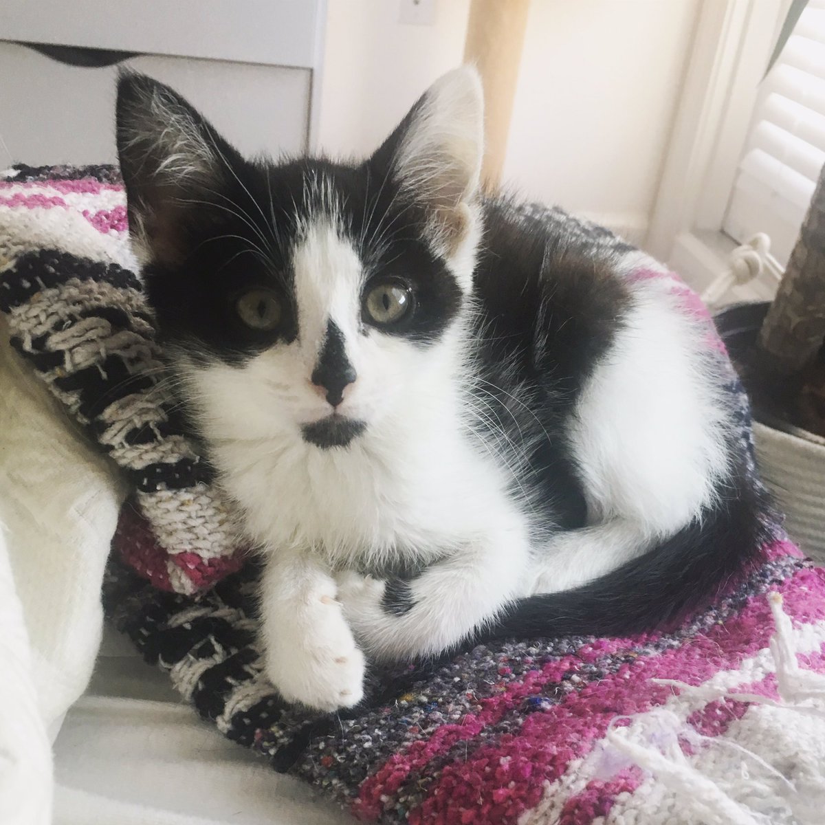 laura_carolyn's tweet photo. for every fav I'll boop his nose and tell juju he's a good boy💓https://t.co/SJNbFcyGfd https://t.co/anCVMjMtQd