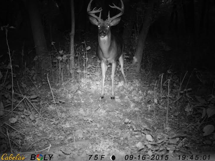 BoneView Official tweet media