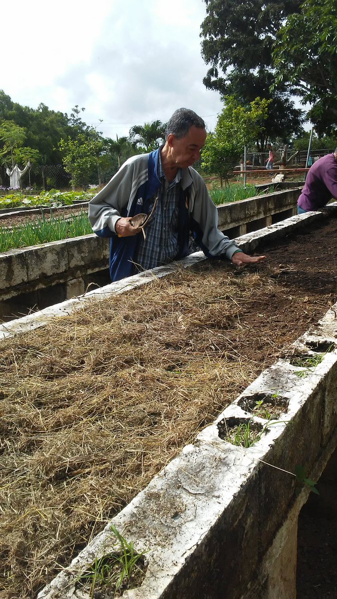 gerogramanzno's tweet photo. Practicas agroecologicas en la siembra de cilqntro @Inass_GeroAldea @salainass @INASSLARA1 https://t.co/KGefkYEWMg