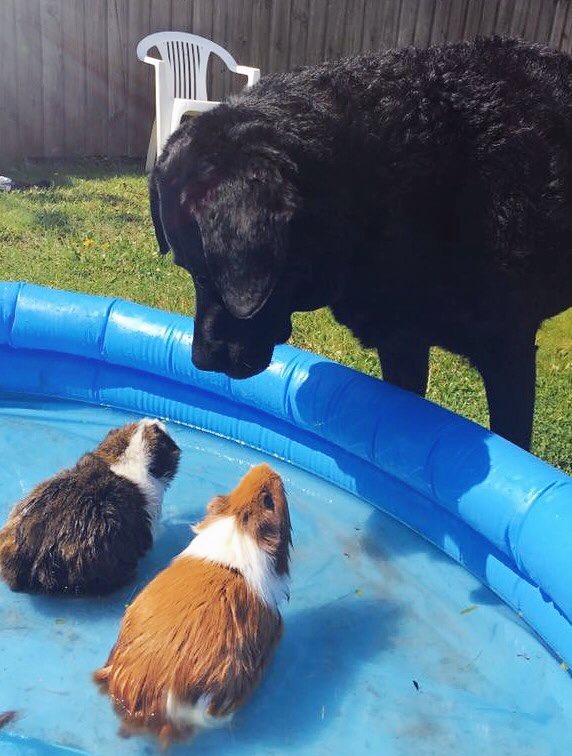 peterbrunner71's tweet photo. Today I found my Labrador teaching the Guinea Pigs how to use a paddling pool. A good example of climate change adaptation and team work! https://t.co/eOciv8gs6x