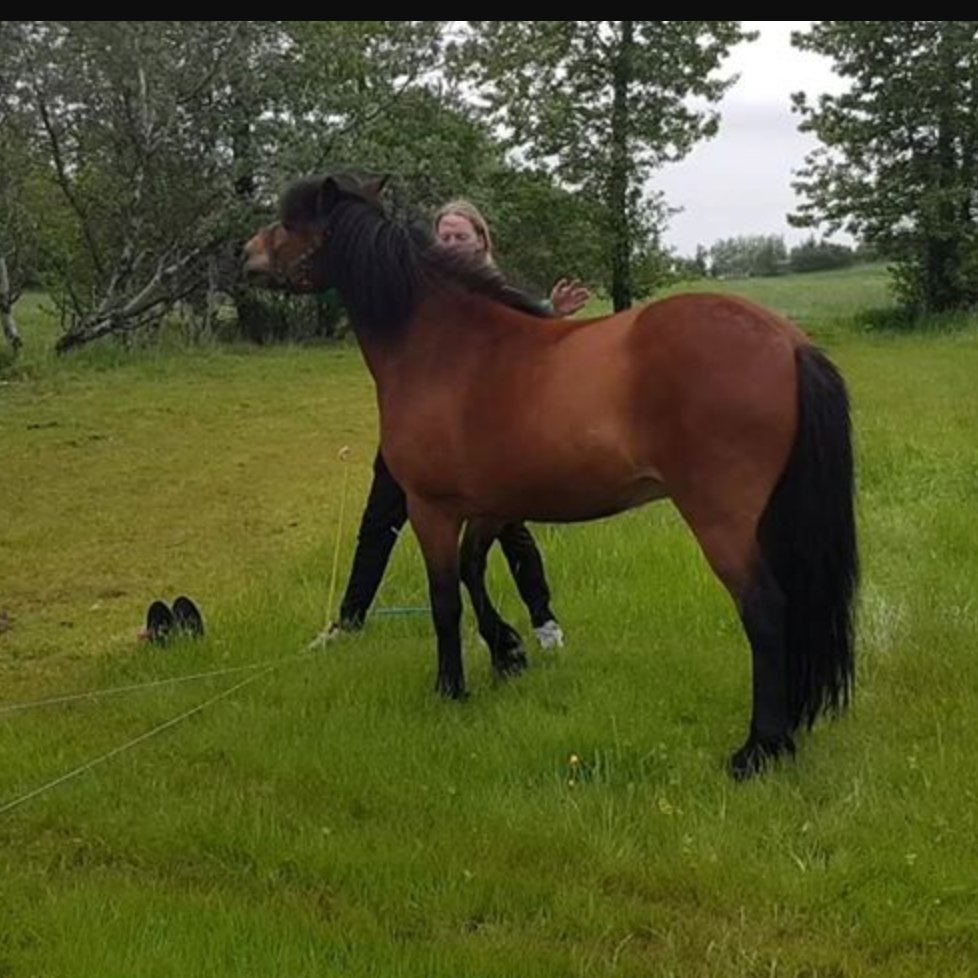 Hrunamenn's tweet photo. Til að geta hafið æfingu dagsins þurfum við fyrst að fjarlægja tjaldandi túrista og síðan nokkra hesta af vellinum okkar  #passionleague https://t.co/sfp1BipozJ