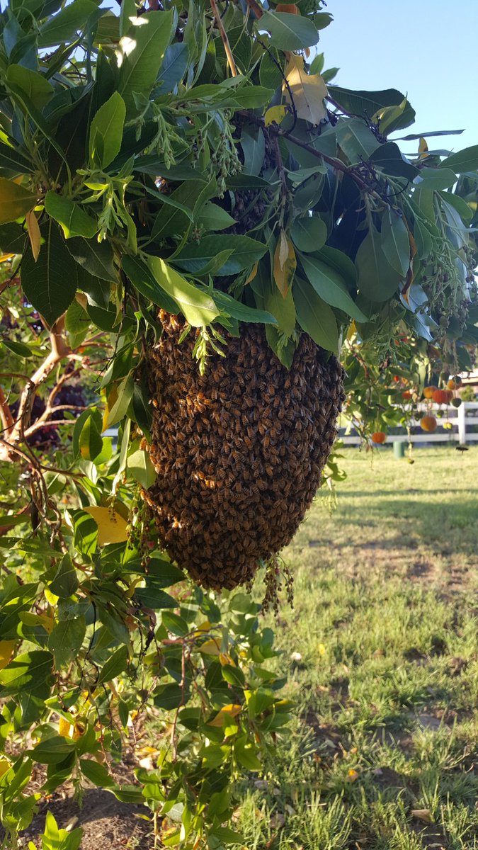 carmelhoneyco's tweet photo. #WednesdayWisdom #DidYouKnow it's #NationalPollinatorWeek #celebrate the #birds #bats #butterflies and #bees with me!! https://t.co/E9Jow39RjY
