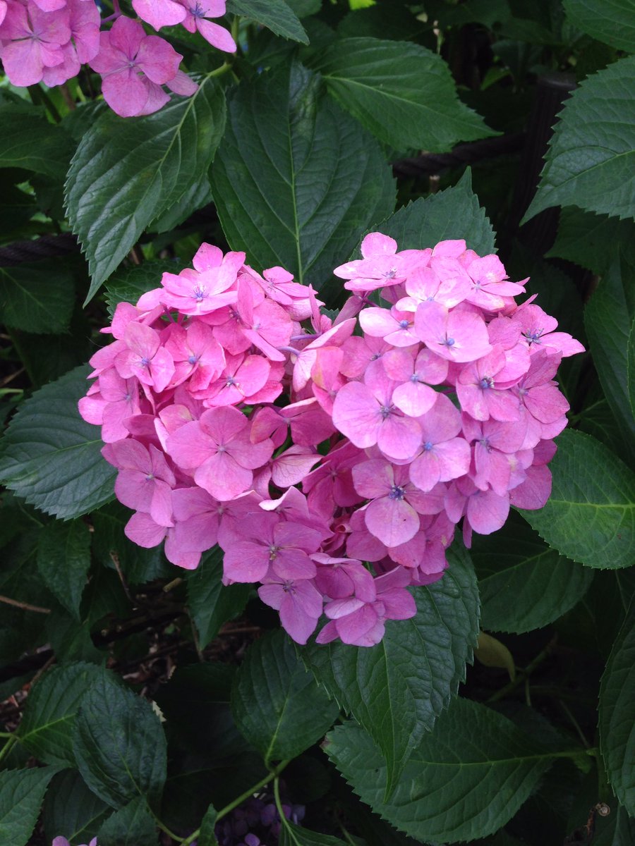 Yossy 去年見に行った京都三室戸寺の紫陽花 ハート型見つけられるかなぁと思ってたけど人だかりあったからすぐわかった T Co Aca8dbcwpv Twitter