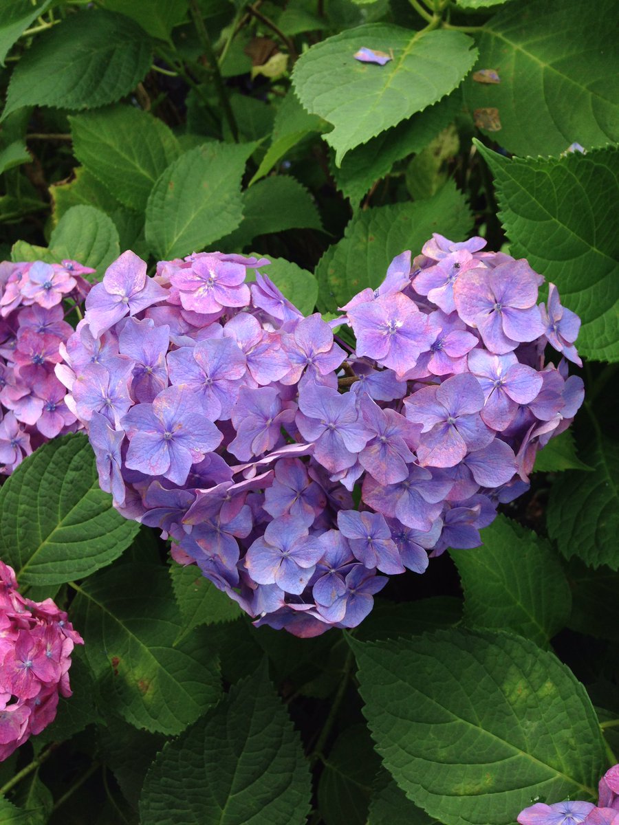 最も好ましい 壁紙 フリー ハート の 紫陽花 待ち受け