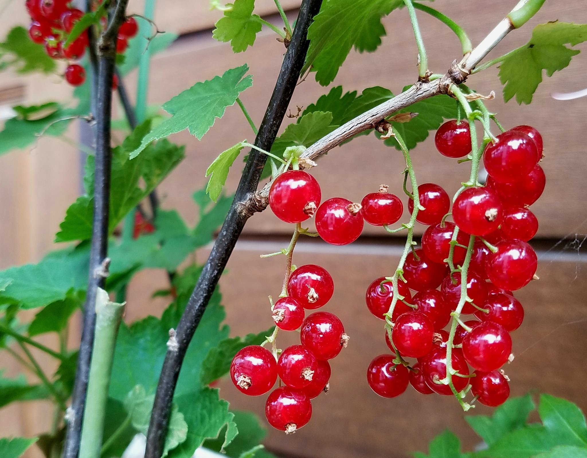 Ako No Twitter 祖父が盆栽仕立てにしている 赤スグリの実が 雨上がりの朝にきれいです きれいなだけでなく 美味しそうに見えちゃう ケーキに飾って食べたいなぁ おはようございます 今日も良い一日になりますように 福島撮影隊 Ftvみんなの天気
