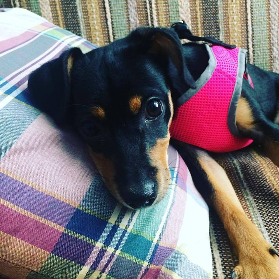 Bella will be available for adoption soon!
Please email helpsnap@yahoo.com for details!
#cutenessOVERLOAD