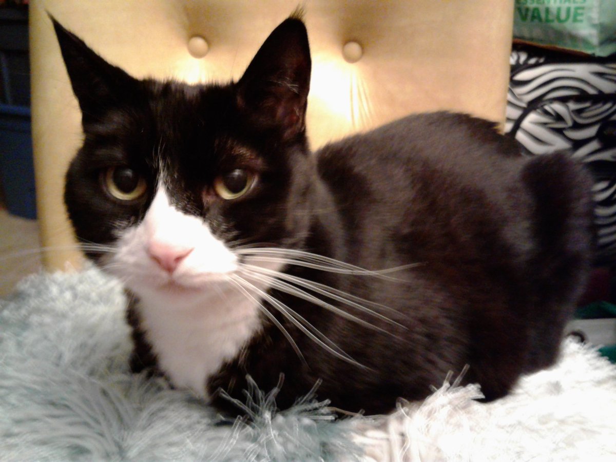 GordonHarmony's tweet photo. @Zozie_zo @LBisaillon @chalkymacalpi @LKSWMICHAEL @BarbaraBpiwetz @Lazlovely @SophietheCat3 Yeah.  I gotz a dress tux, Joggin tux, tuxie pajamas &amp; a tux wetsuit for snorkeling.  
&amp; I  (like SEC) ALWAYS look gud 

#CatConfidence https://t.co/0MFZafhFTE