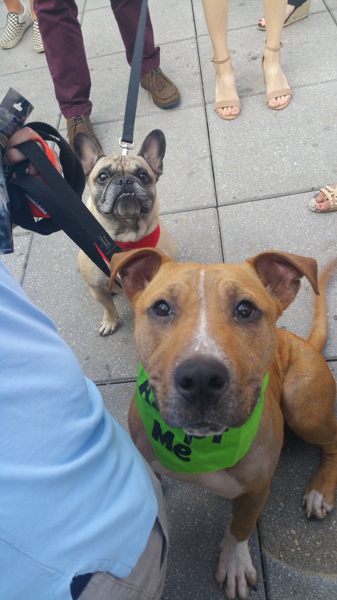 Peace for Pits, Inc tweet media