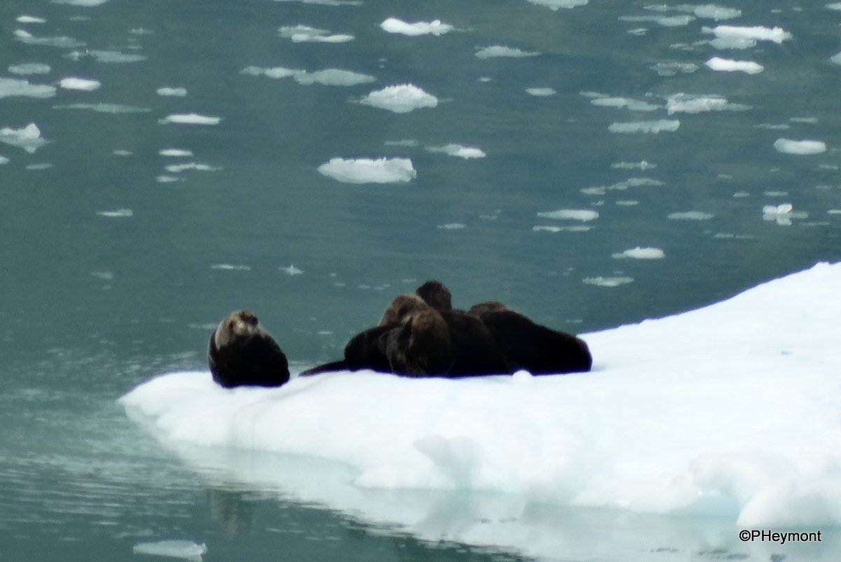 TravelGumbo's tweet photo. #GumboOnTheGo!
#SeaOtters in #CuddleHuddle on #FloatingIce GlacierBay #Alaska #ttot
TravelGumbo! Click 2 C More!
https://t.co/wxh39K2rBG https://t.co/UfBLLlBmeN