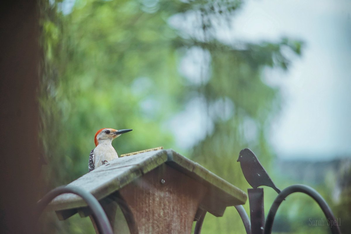 sarahangelxyz's tweet photo. My dude Woody. #woodpecker #birbs #showmeyourbirbs #wildlifephotography #sonya7 #vivitarFD #frankenlens https://t.co/AH3mGAoZyN