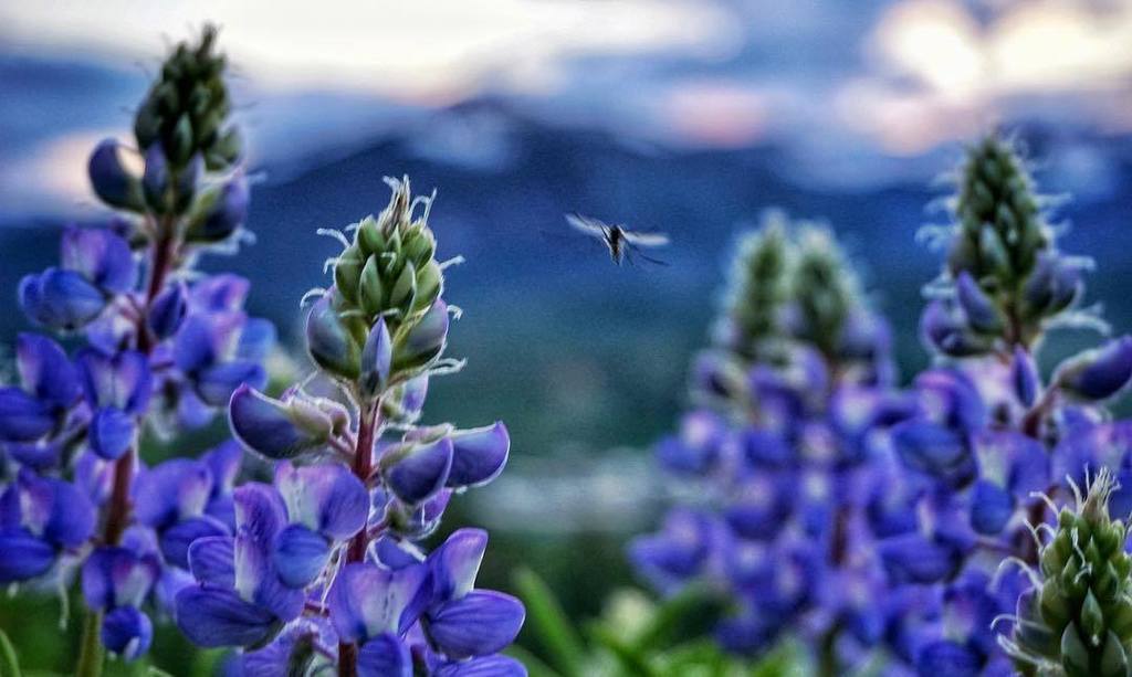 eyincbco's tweet photo. Ah summer - #mosquitos & #wildflowers. #crestedbutte #colorado #colradogram #colorfulcolorado #mothernaturekicksar… https://t.co/n0tFk5r4pW https://t.co/dz8FjhjIUq