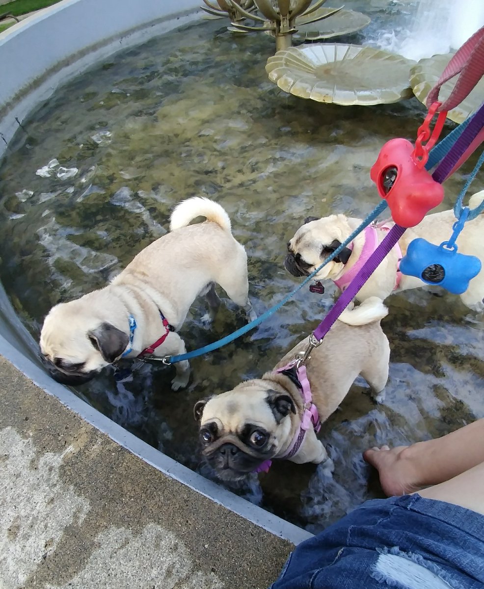 puggy_vida's tweet photo. #pugchat A2: our favorite thing about summer is cooling off in the water! Napping in the AC is a close 2nd tho! 😊💖😴 https://t.co/OiDMal52Hi
