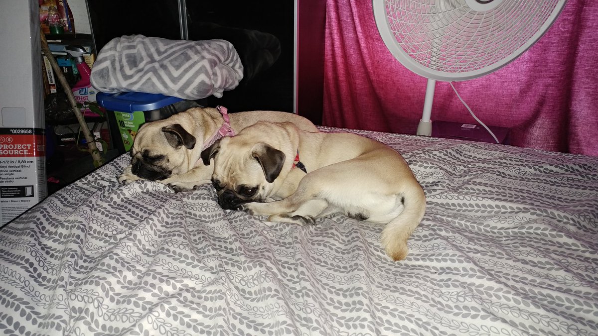 puggy_vida's tweet photo. #pugchat A2: our favorite thing about summer is cooling off in the water! Napping in the AC is a close 2nd tho! 😊💖😴 https://t.co/OiDMal52Hi
