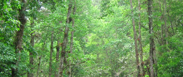 Estudio del <a href="/CATIEOficial/">CATIE</a> y #UNFAO muestra cómo el manejo forestal sostenible contribuye a las estrategias #REDD+ bit.ly/2trbK2n