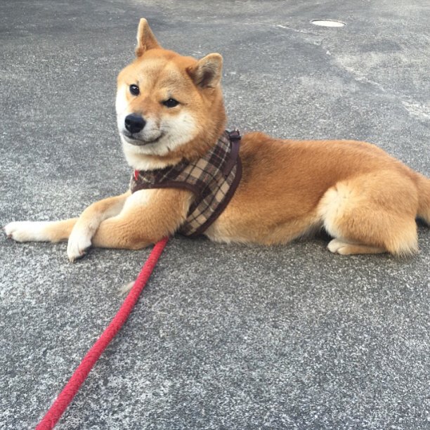 ComfyShibes tweet picture
