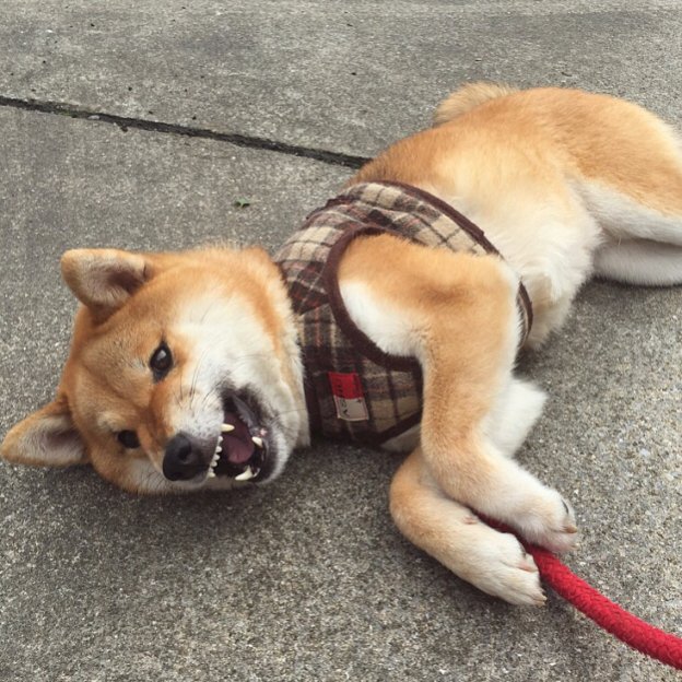ComfyShibes tweet picture