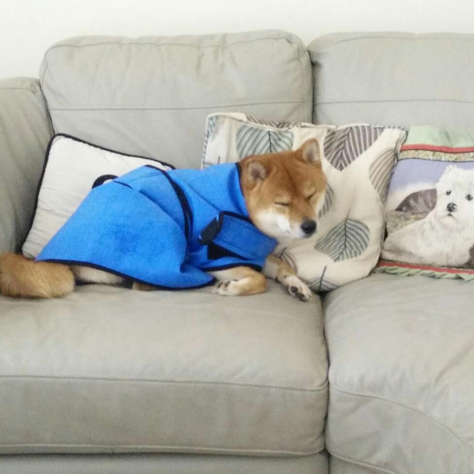 ComfyShibes tweet picture