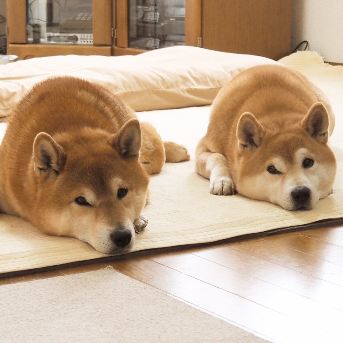 ComfyShibes tweet picture