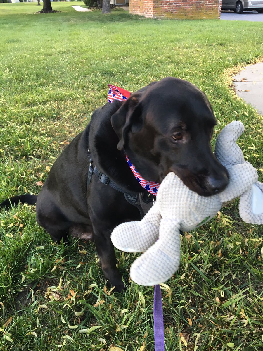 Elephant in mouth...jaunty bandana...ready for anything!