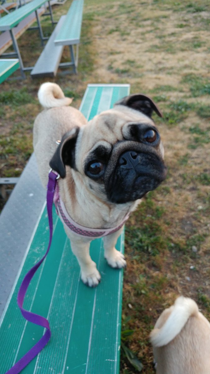 puggy_vida's tweet photo. #pugchat  A4: I am a puller, I'm in a hurry to go go go! Vito walks next to mom &amp; piper walks nicely with her leash loose. 😳😋😂 https://t.co/ga55iDU8lX