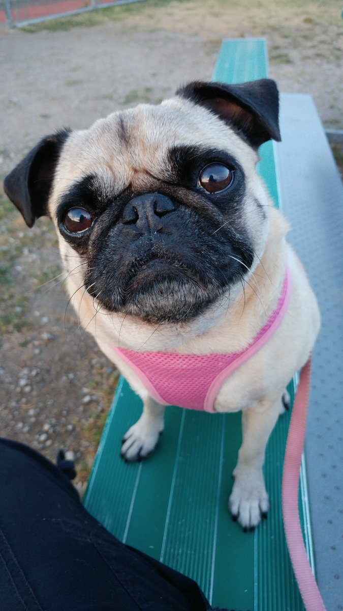 puggy_vida's tweet photo. #pugchat  A4: I am a puller, I'm in a hurry to go go go! Vito walks next to mom &amp; piper walks nicely with her leash loose. 😳😋😂 https://t.co/ga55iDU8lX
