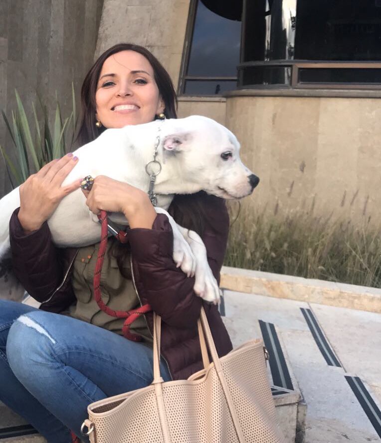 AnimalesBOG's tweet photo. Sí, Molly es la perrita del video difundido, está bajo nuestro cuidado y haremos todo lo necesario para proteger su integridad.👌🏻 https://t.co/FnxabYF5MK
