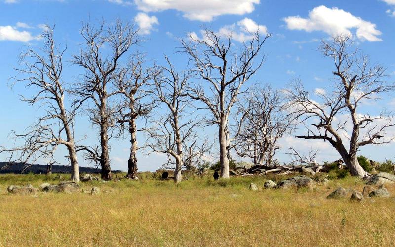 TERN_Aus's tweet image. Know a piece of natural land for &amp;gt;10yrs? Contribute to #science by describing ecological changes you've seen there: tern.org.au/Documenting-Re…