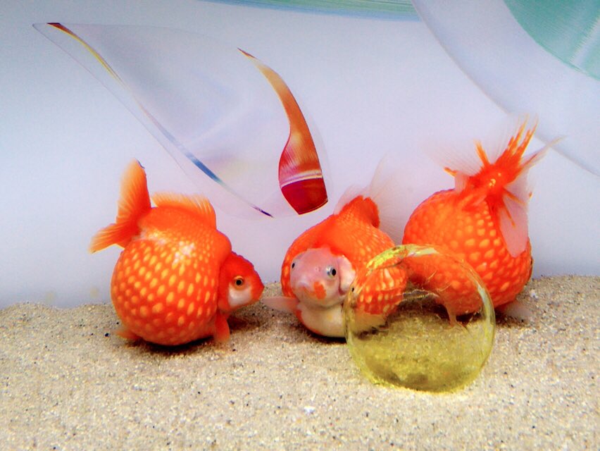 亀田理恵 Auf Twitter おはようございます なんとも見た目が可愛らしい金魚の ピンポンパール 動き方がまたちょこちょこしてて愛らしいのです それにしてもだいぶ丸い 笑 金魚 ピンポンパール アクアパーク品川 水族館 チンシュリン 珍珠鱗 真珠 亀田理恵 Auf Twitter おはようございます なんとも見た目が可愛らしい金魚の ピンポンパール 動き方がまたちょこちょこしてて愛らしいのです それにしてもだいぶ丸い 笑 金魚 ピンポンパール アクアパーク品川 水族館 チンシュリン 珍珠鱗 真珠