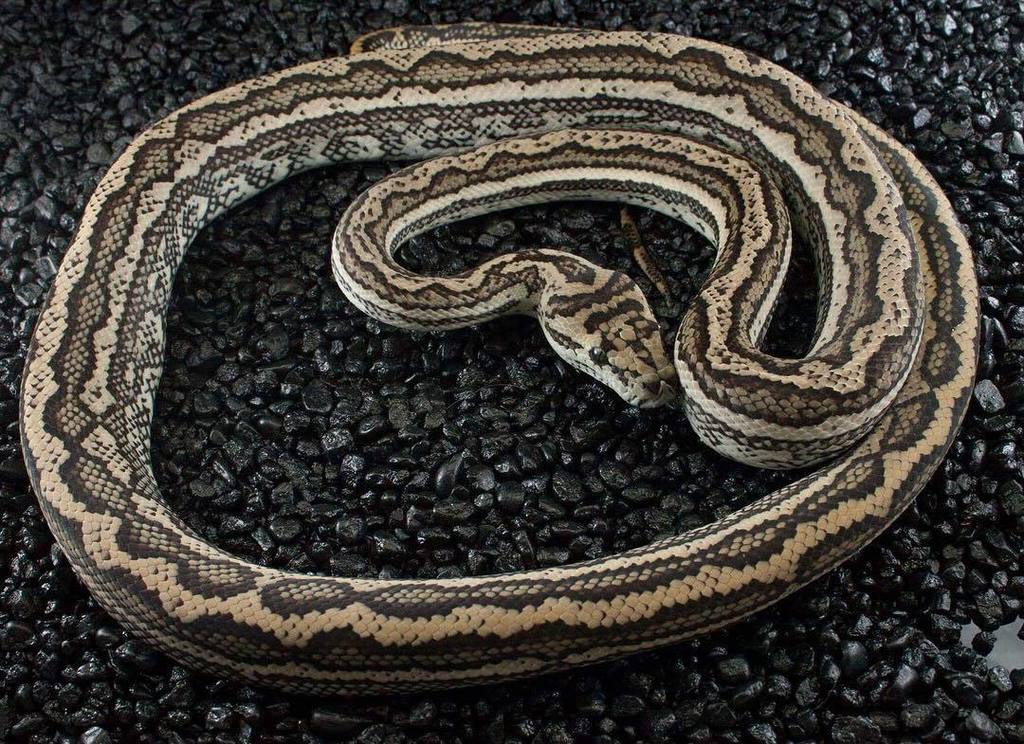 EBMorelia's tweet image. Tish- Russian tiger. #carpetpython #stripedcarpetpython ift.tt/2sXEL8u