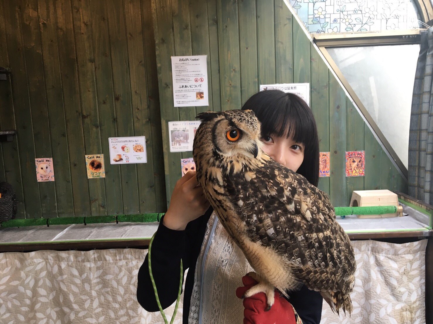 تويتر 尾道絵菜 على تويتر やっぱり梟ってかっこいい ふくろうカフェ ふくろうマジック T Co Etpbvaswkd تويتر 尾道絵菜 على تويتر やっぱり梟ってかっこいい ふくろうカフェ ふくろうマジック T Co Etpbvaswkd