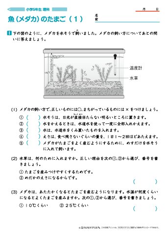 ちびむすドリル No Twitter 作成 追加しました 小５理科 魚