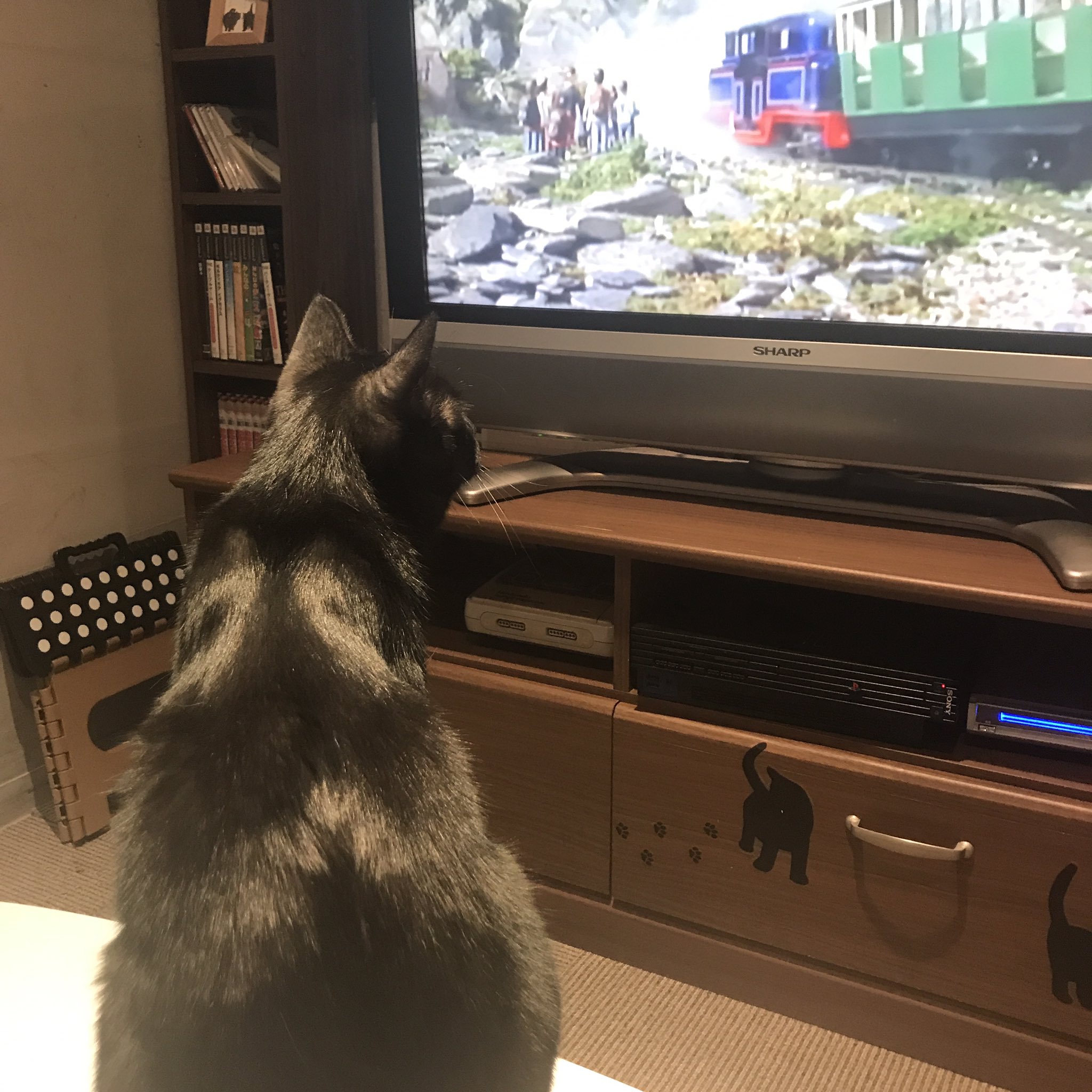保護猫カフェ Aro Hogonecocafearo Twitter