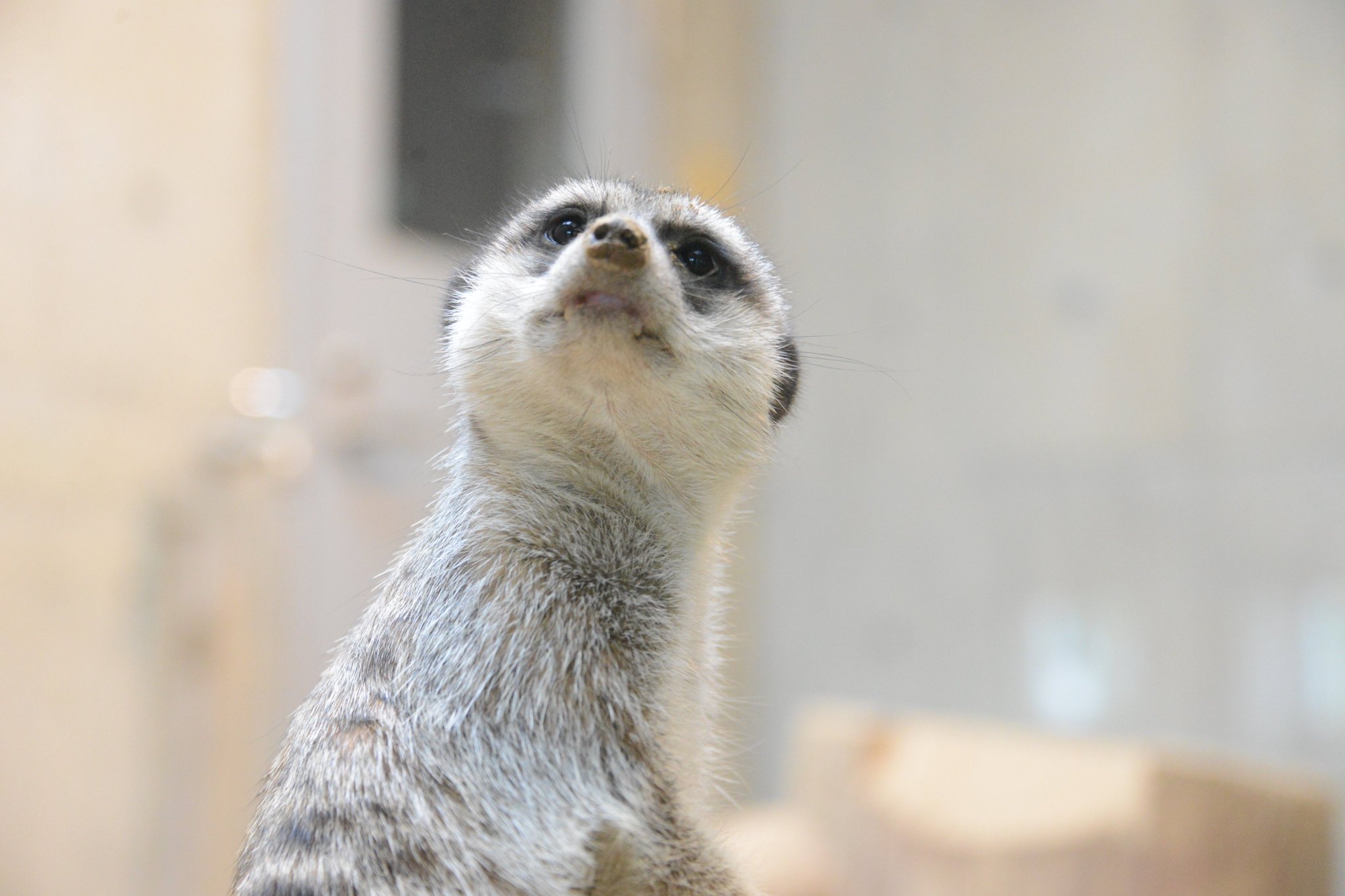 マルヤマン 円山動物園 公式 みんなの人気者 ミーアキャット 0 こんなに可愛いのに サバンナのギャング と言われるぐらい気性が荒いんですよ マルヤマン 円山動物園 公式 みんなの人気者 ミーアキャット 0 こんなに可愛いのに サバンナのギャング と言われるぐらい気性が荒いんですよ