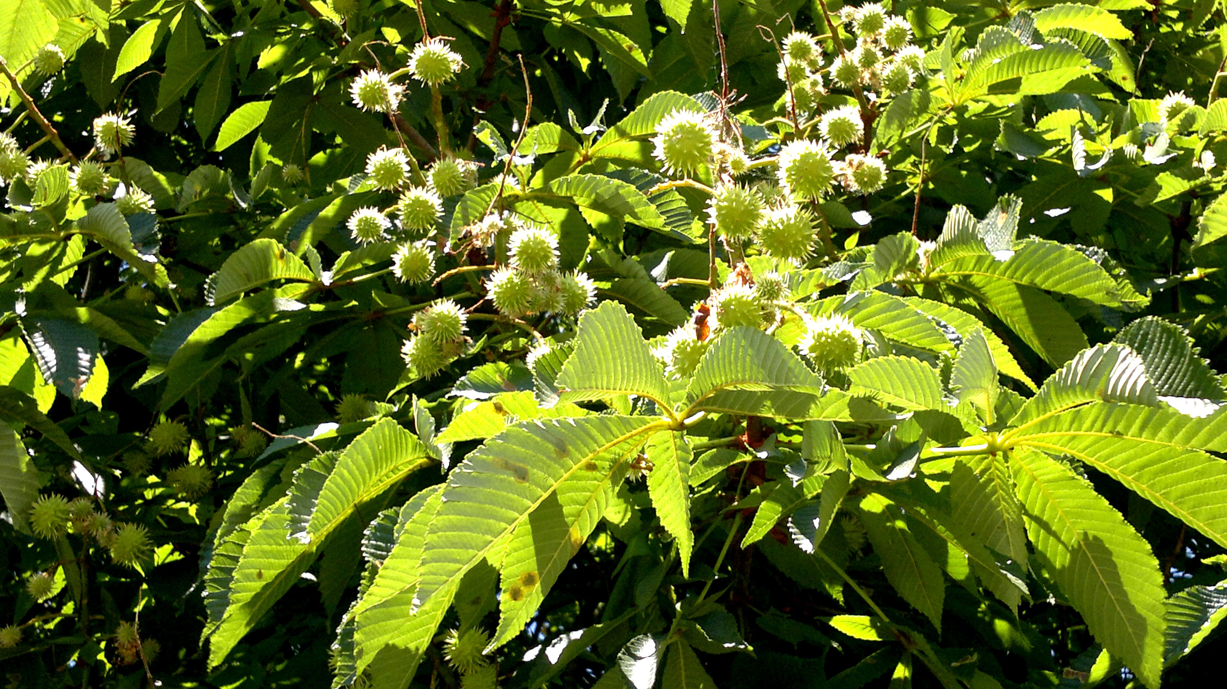 Eugenezh On Twitter Young Chestnuts We See Them As Flowers As Green Spiky Balls And As Brown Nuts Fallen From Trees Circles Of Life Https T Co Es0rdaceyn Twitter