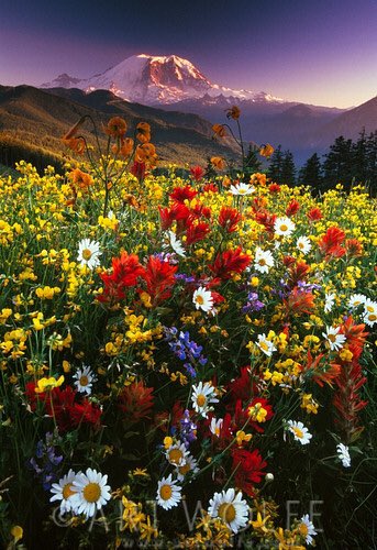 Hannah_Cleater's tweet photo. #ConsiderTheWildflowers https://t.co/PKWqOZvqjG